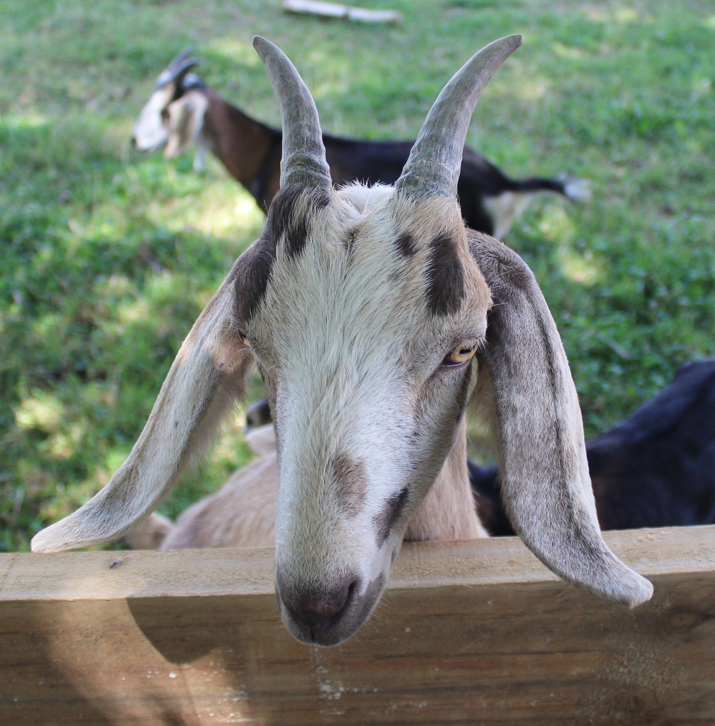 100% Tallow Body Bar