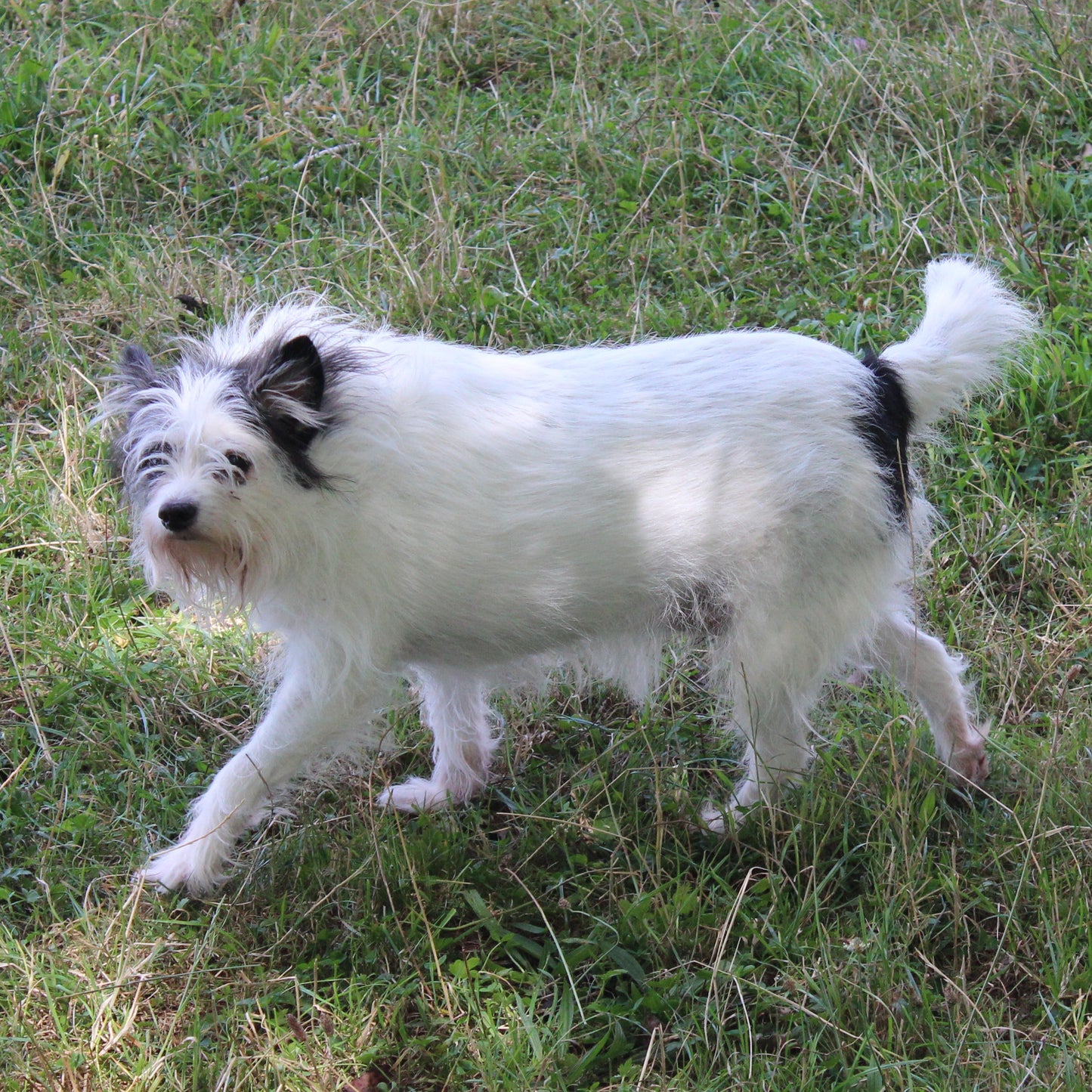 Goats Milk Shampoo Bar for Dogs